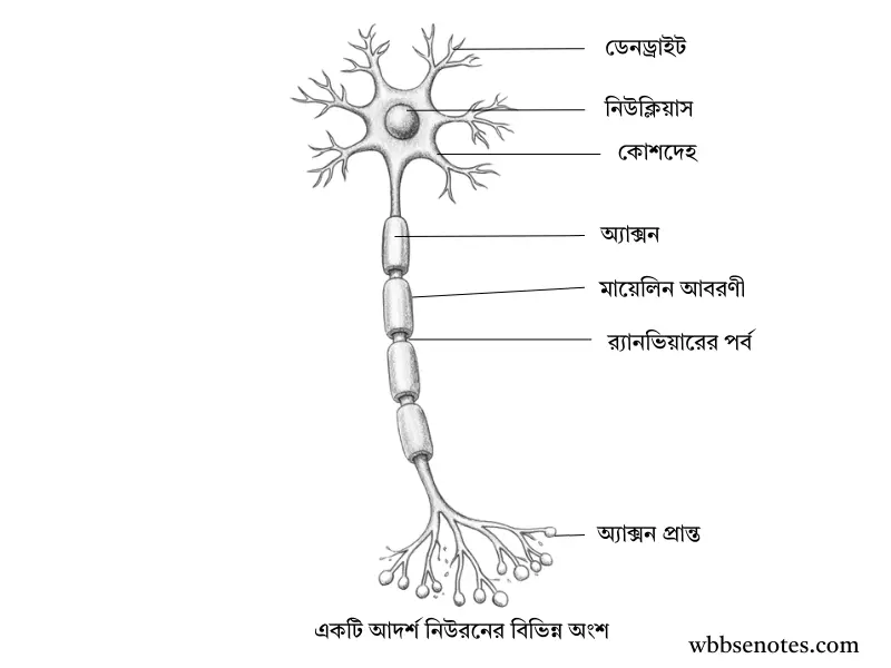 একটি আদর্শ বহুমেরু নিউরনের চিত্র যার বিভিন্ন অংশ চিহ্নিত করা আছে (Structure of a Multipolar Neuron)